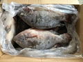 Frozen Black Tilapia Whole Round 4