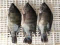 Frozen Black Tilapia Whole Round