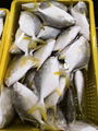 Frozen Golden Pompano whole round 