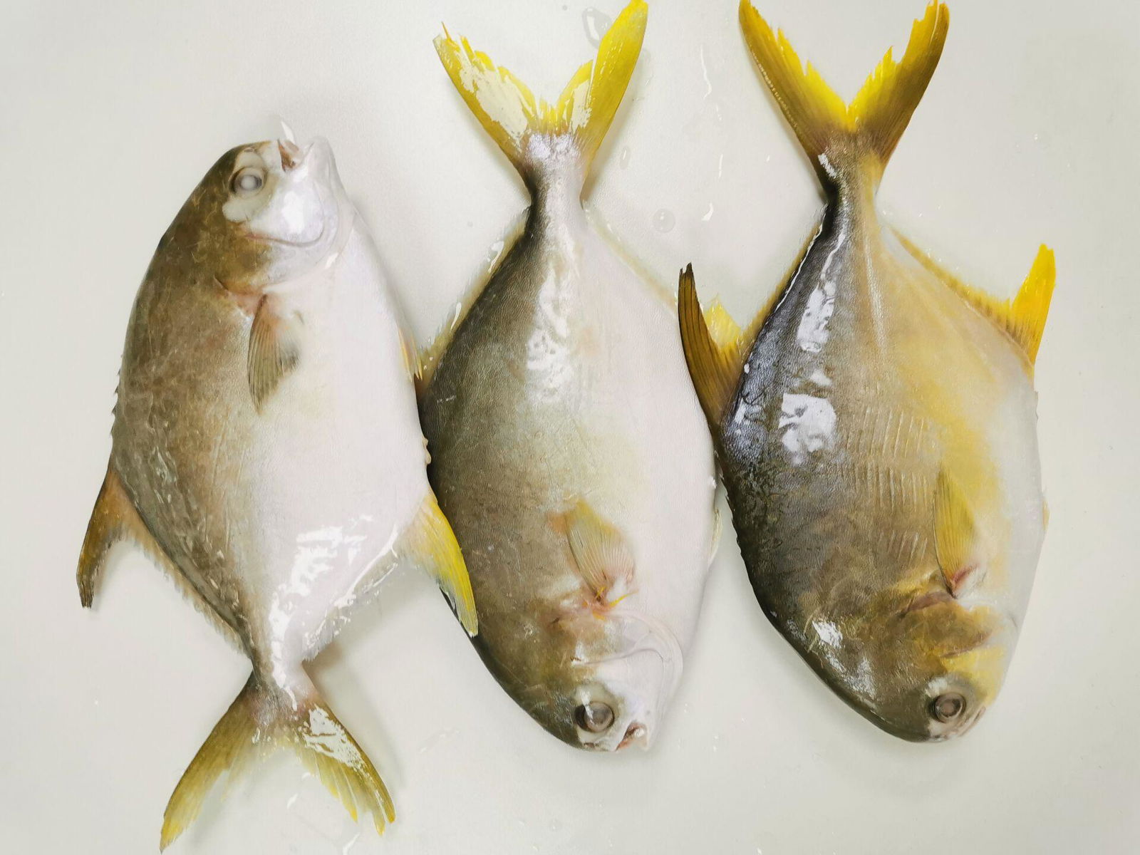 Frozen Golden Pompano whole round  3