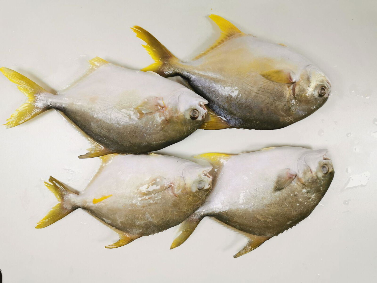 Frozen Golden Pompano whole round  5