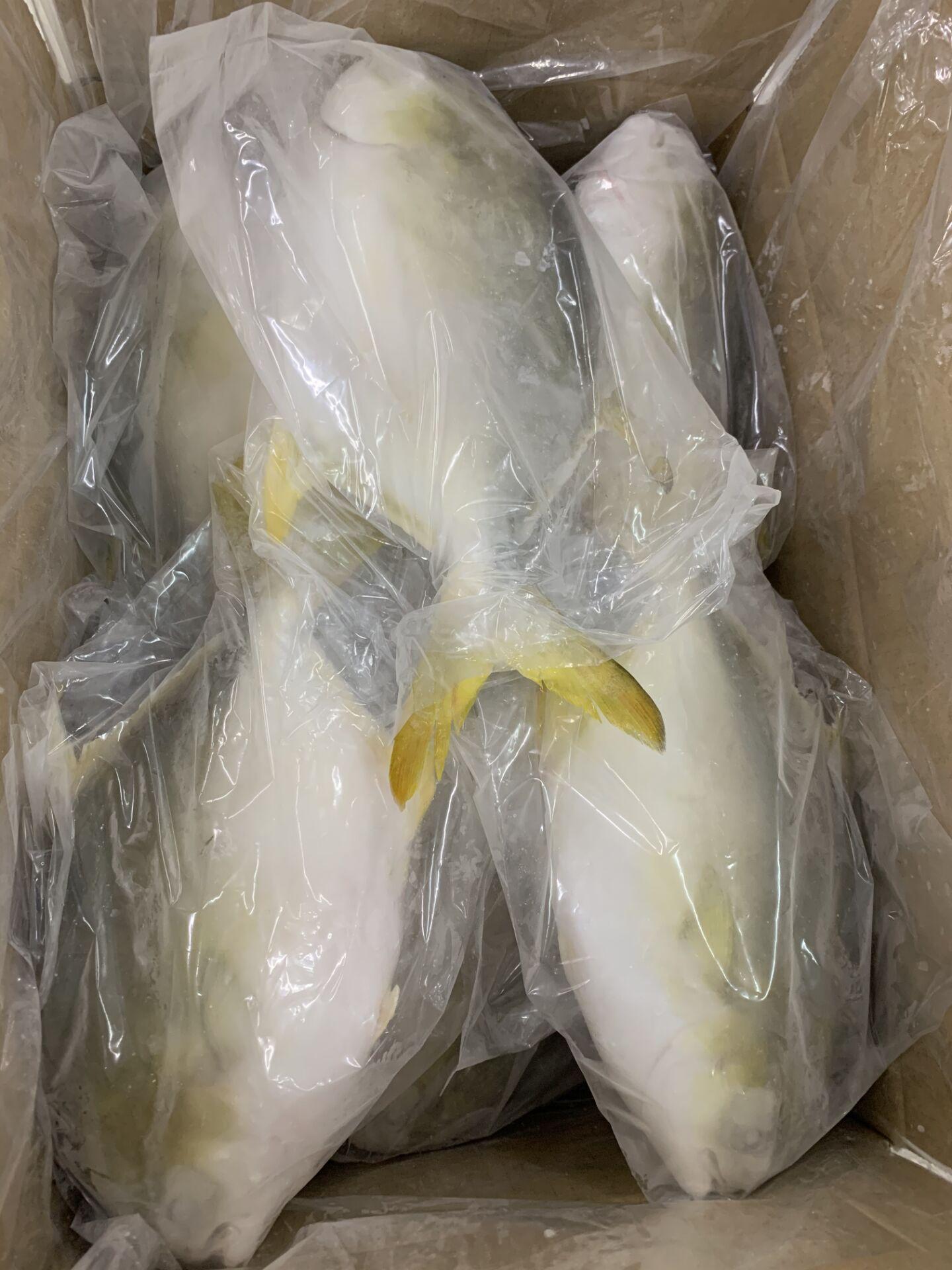 Frozen Golden Pompano whole round taiseng (China Trading Company