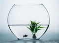 GLASS FISH BOWL 2