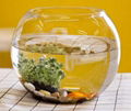 GLASS FISH BOWL 4