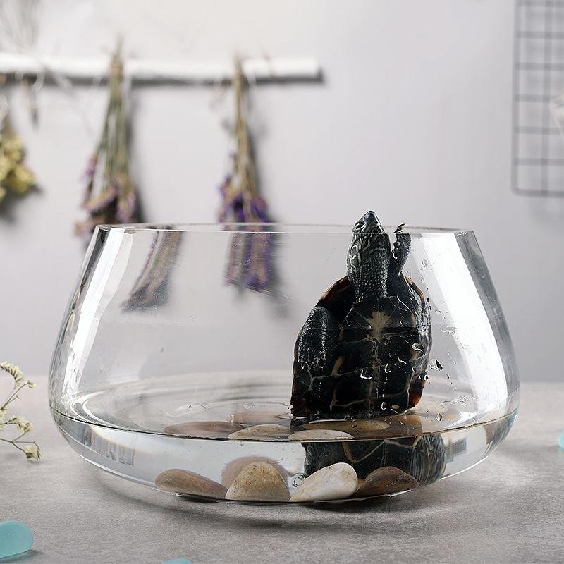 Glass Fish Bowl 5