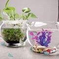 Glass Fish Bowl 1