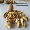 Various Sizes Walnut Kernels Supplier First Quality Walnut Kernel 1