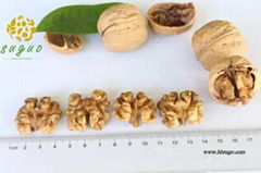 Northern Walnut Kernel & Whole Half Walnut Kernel & Balanced Walnut Kernel