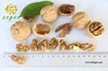 Northern Walnut Kernel & Whole Half Walnut Kernel & Balanced Walnut Kernel 2