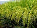 Jasmine fragrant rice to be developed as Vietnam’s national rice brand. Vietnam  3