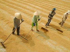 HARVESTING AND DRYING TECHNIQUES FOR JAPONICA RICE TO REDUCE POST-HARVEST LOSSES