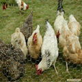 Chicken-Wire-Mesh-Rabbit-Fence-25mm-Galvanised-Garden-Netting-0-6-x-25m-156 Rabb 3