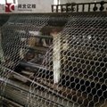 Chicken-Wire-Mesh-Rabbit-Fence-25mm-Galvanised-Garden-Netting-0-6-x-25m-156 Rabb 4