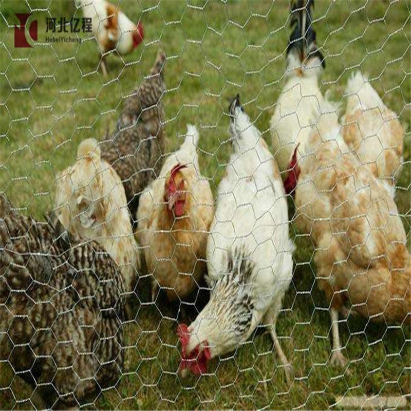 Chicken Wire Netting,Hexagonal Wire Mesh For Animal Cage Fence 4