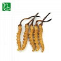 Organic dried cordyceps sinensis caterpillar fungus Keeda Jadi cordyceps root 2