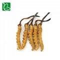 Organic dried cordyceps sinensis caterpillar fungus Keeda Jadi cordyceps root