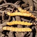 Organic dried cordyceps sinensis caterpillar fungus Keeda Jadi cordyceps root