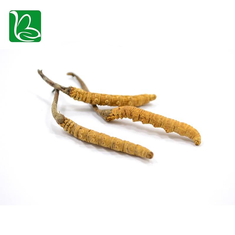 Organic dried cordyceps sinensis caterpillar fungus Keeda Jadi cordyceps root 4