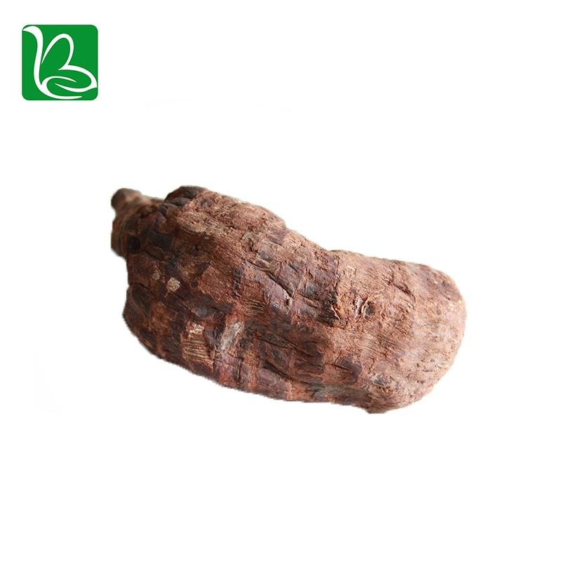 Da huang dried herbal medicine Rheum officinale palmatum L. 5