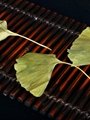 Dried ginkgo leaf for hemiplegia Chinese herbal ginkgo dried leaves  2