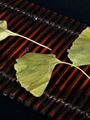 Dried ginkgo leaf for hemiplegia Chinese herbal ginkgo dried leaves 