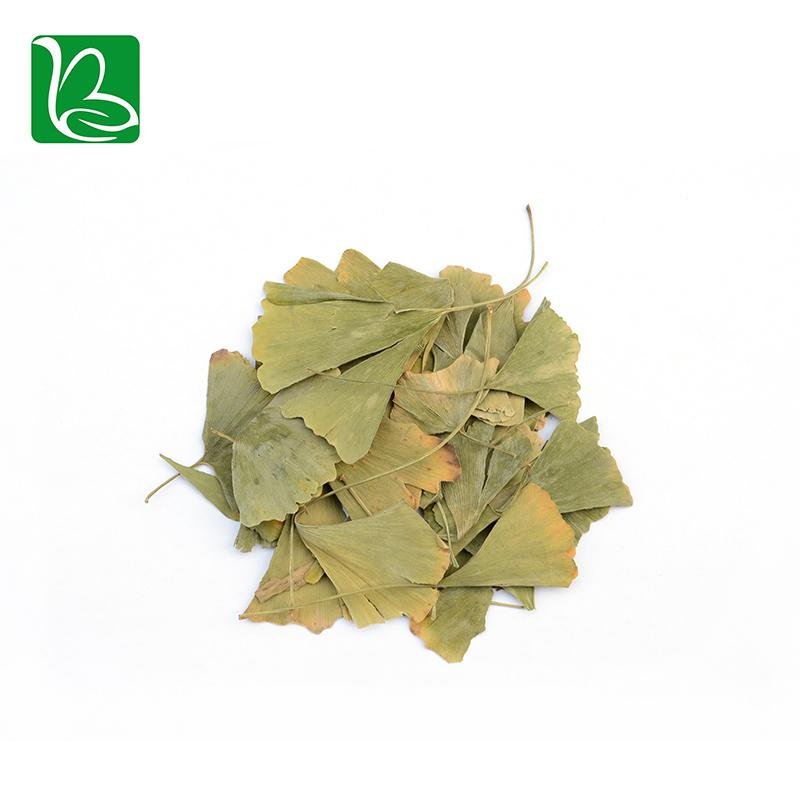Dried ginkgo leaf for hemiplegia Chinese herbal ginkgo dried leaves  4