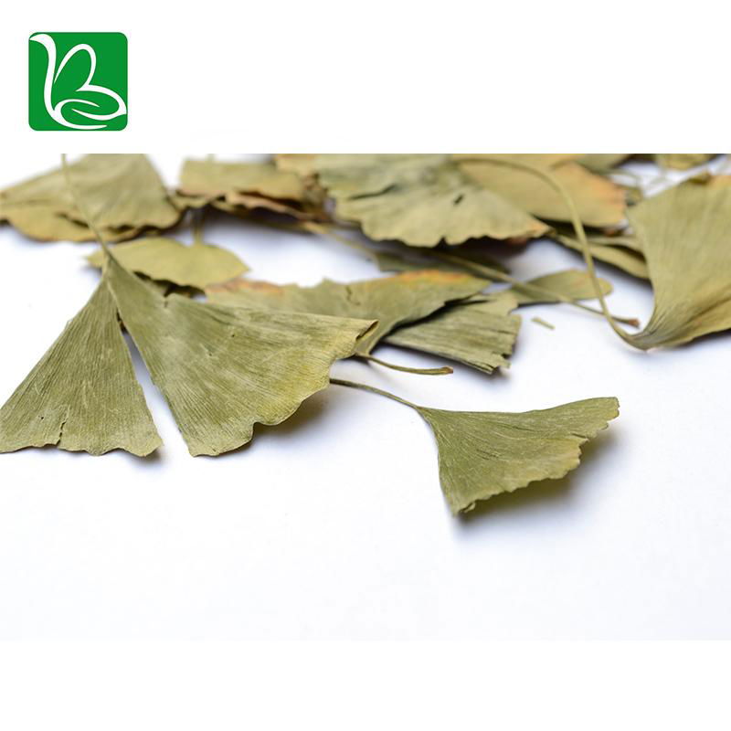 Dried ginkgo leaf for hemiplegia Chinese herbal ginkgo dried leaves  5