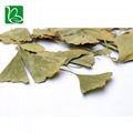 Dried ginkgo leaf for hemiplegia Chinese herbal ginkgo dried leaves 