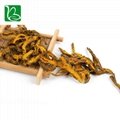Coptis chinensis rizoma traditional Chinese medicine herbs Rhizoma Coptidis heal 3