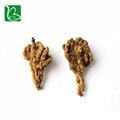 Coptis chinensis rizoma traditional Chinese medicine herbs Rhizoma Coptidis heal
