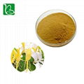 Drotrong Chinese herbal extract wild honeysuckle flower extract dried honeysuckl 1