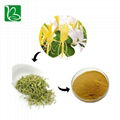 Drotrong Chinese herbal extract wild honeysuckle flower extract dried honeysuckl 3