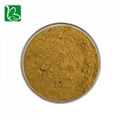 Drotrong Chinese herbal extract wild honeysuckle flower extract dried honeysuckl 4