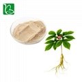 Bulk supply herbal extract ginseng extract ginsenoside for functional beverage 