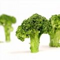Hot sale freeze dried vegetables nutrition supplier freeze-dried broccoli with p