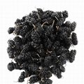 100% natural dried black mulberries health fruit dry mulberry