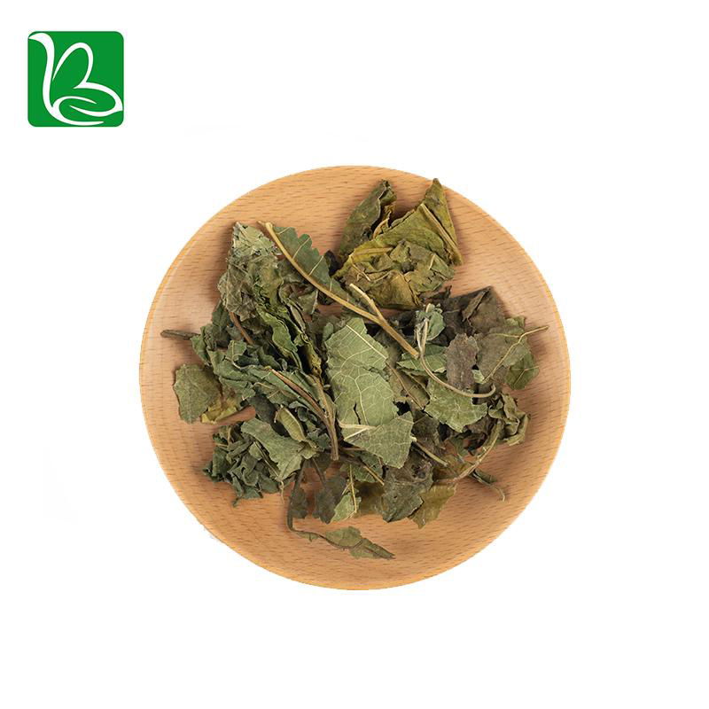 Natural tea herbs white mulberry leaves phenolic tea for health 3
