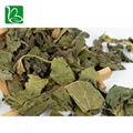 Natural tea herbs white mulberry leaves phenolic tea for health
