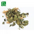 Natural tea herbs white mulberry leaves phenolic tea for health