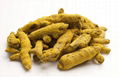 Turmeric Roots Extracts 1