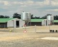 Portal Steel Structure Breeding Shed 5
