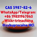 High Quality Benoxinate Hydrochloride /