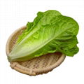散葉羅馬生菜新鮮果蔬綠色蔬菜沙拉火鍋西餐食材批發銷售