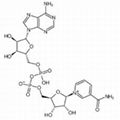 β-Nicotinamide adenine dinucleotide