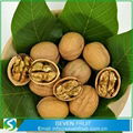 Cheap Thin Shell Walnut 500g