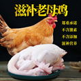 鸿月炖汤老母鸡老母鸡白条鸡 散养土鸡老母鸡厂家直销