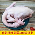 鴻月燉湯老母雞老母雞白條雞 散養土雞老母雞廠家直銷 3