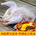鸿月炖汤老母鸡老母鸡白条鸡 散养土鸡老母鸡厂家直销 4