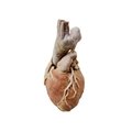 Human Heart Specimen Plastinated Heart For Sale