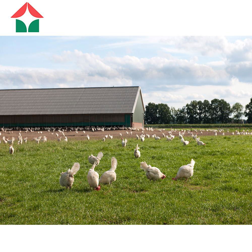 prefabricated steel structure poultry farm building shed chicken broiler house 3